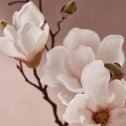 Magnolia Willow Dishwashing Liquid